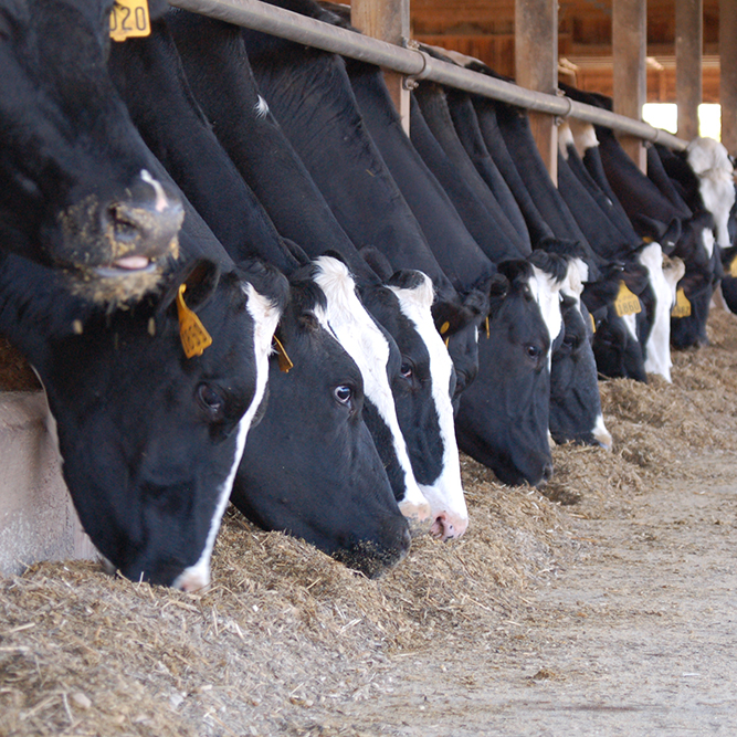 PAP Cover Cows Caption 01